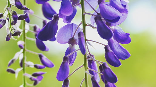 wisteria, Hoa, nở hoa, màu tím, ngoài trời, Thiên nhiên, Sân vườn
