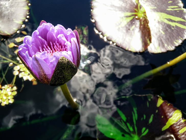 Lily, feuille de nénuphar, Bloom, eau, nature, étang, fleur