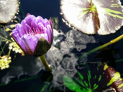 Lily, Lily pad, kvet, vody, Príroda, rybník, kvet