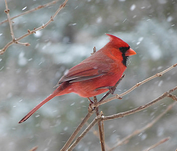 fågel, kardinal, hane, snö, vinter, röd, vinter humör