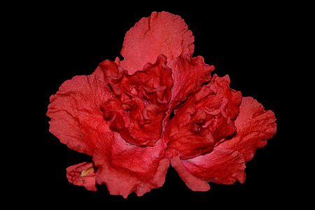 květ, Begonia, růžový květ, Detailní záběr