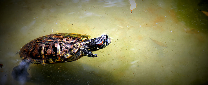 broască ţestoasă, apa, înot, gradina zoologica, naturale
