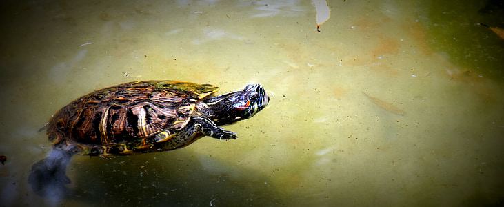 sköldpadda, vatten, simning, Zoo, naturliga