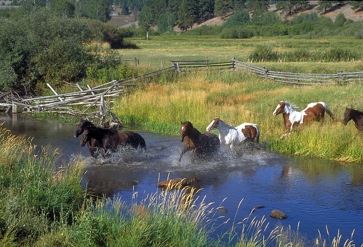 konie, uruchomiona, ranczo, strumień, wody, rośliny, drzewa