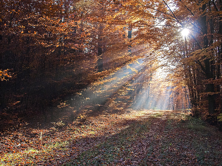 krajina, Les, Sunbeam, Příroda, podzim, strom, list