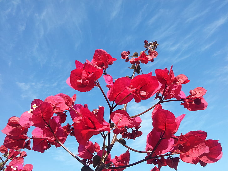 flowers, sky, blue sky, floral, plant, natural, blossom