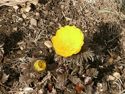 Amuuri adonis, Kaug-Idas Amuuri adonis, lilled, kollane, Talv lilled