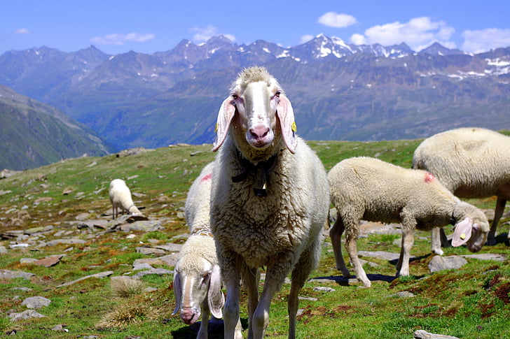 animais, ovelhas, natureza, ovelha da montanha, cume de montanha, Ötztal, cara de ovelha
