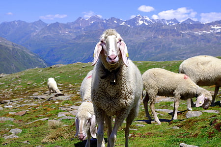 животни, овце, природата, планински овце, планината среща на върха, Йотцталските, овце лицето