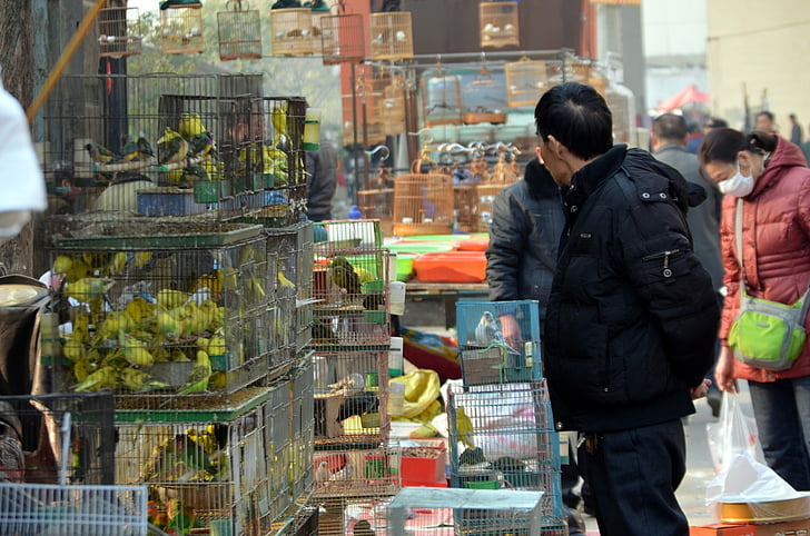 negócios, mercado de aves, mercado, animais, animais de estimação, venda, Zhengzhou