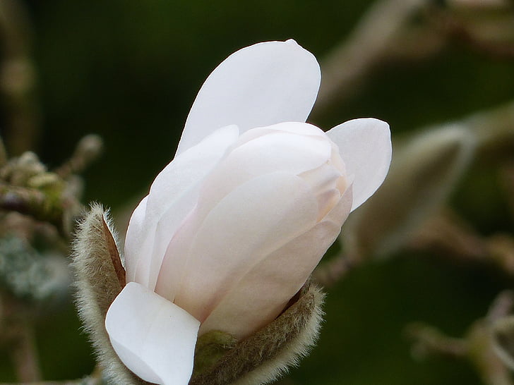 blommknopp, white, spring, garden, nature