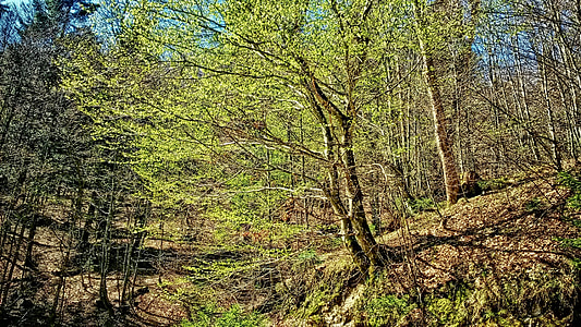 treet, veikanten, fjell, fjell, våren, tre i april, vekket natur