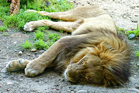 singa, berbaring, mengantuk, tidur, hewan, lelah, sisanya
