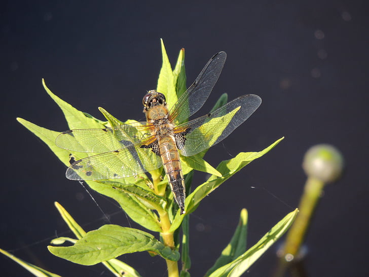 Dragonfly, makro, hmyz, Příroda, zelená, dravý hmyz, voda