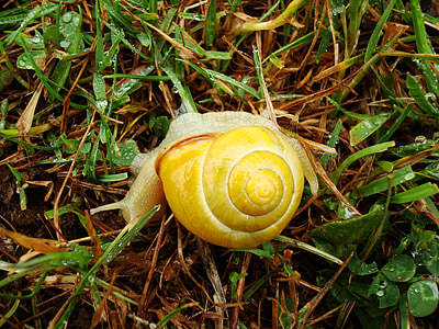 snail, yellow, animal, spiral, asturias, ascension, urriellu peak