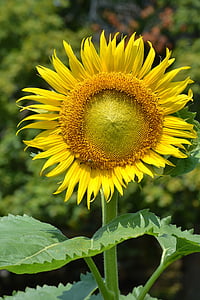 sunflower, sun, flowers, garden, grow