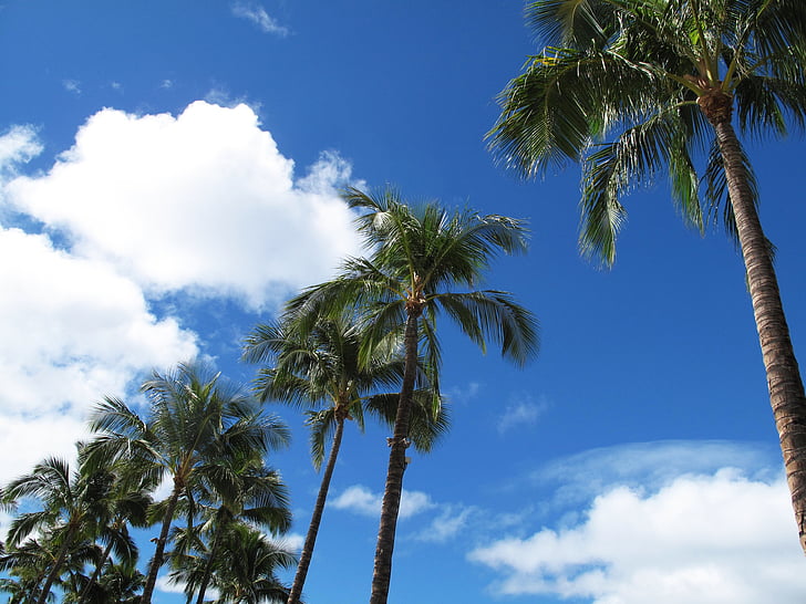 Havajai, delnai, Himmel, Palm, siluetas, Gamta