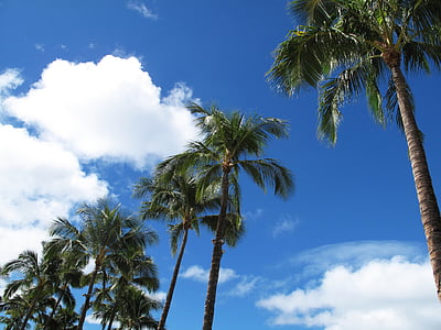 hawaii, palms, himmel, palm, silhouette, nature