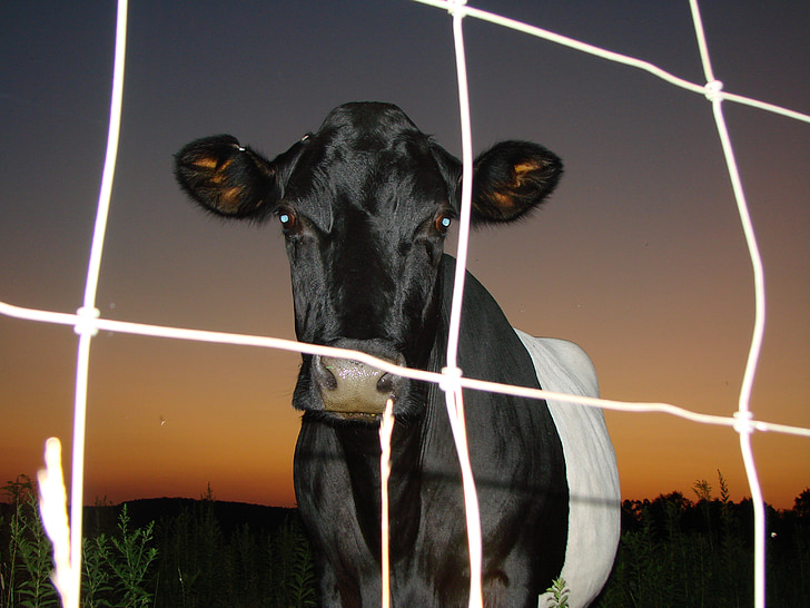 cow, night, twilight, sunset