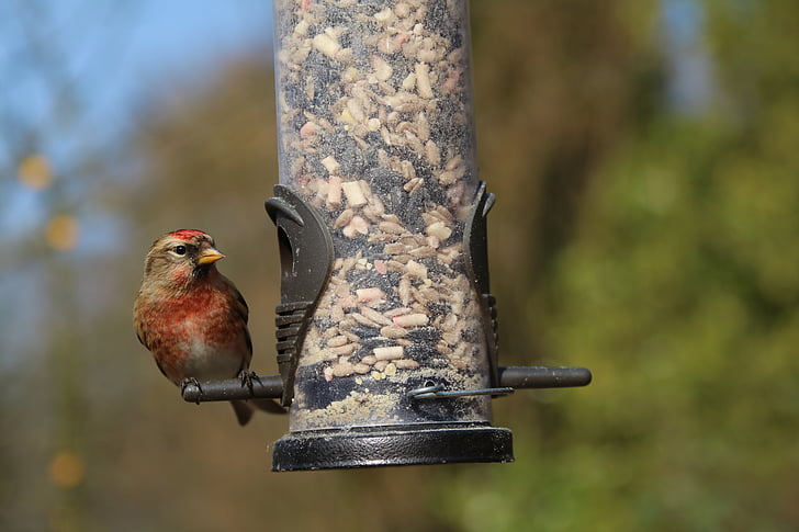 Linotte mélodieuse, oiseaux de jardin, Britannique, UK, rouge, oiseau, chargeur