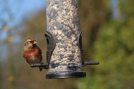 Pardillo común, pájaro del jardín, británico, Reino Unido, rojo, pájaro, alimentador de