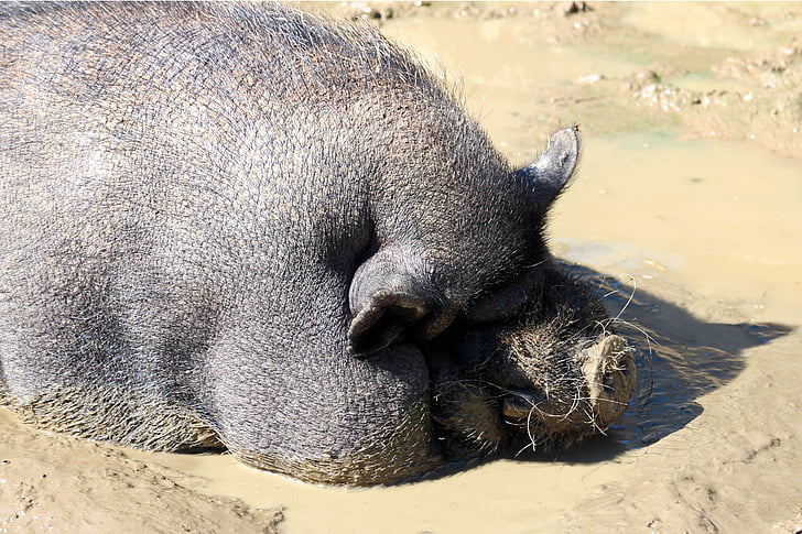 pot-bellied pig, babi, Dozer, tebal, santai, matahari, Mud Bath/mandi