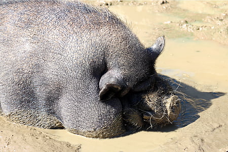 pot bellied pig, pig, dozing, thick, relaxed, sun, mud bath