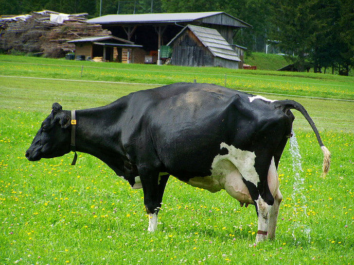 lehmä, musta ja valkoinen, Karjaa, vihreille niityille
