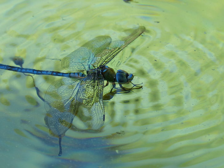 vážka, modrá vážka, Aeshna affinis, vody, utopiť, rybník