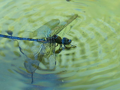 libélula, libélula azul, Aeshna affinis, agua, se ahogan, estanque
