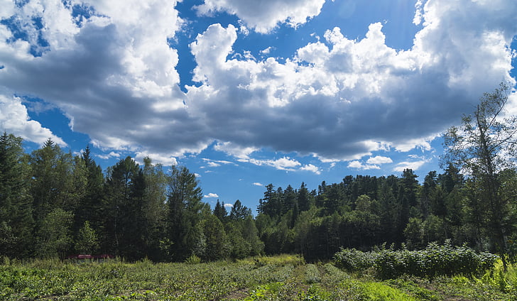 trees, sky, green, nature, blue, landscape, field
