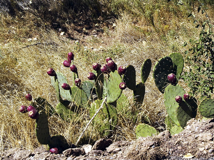 kaktus, narave, prosto živečih rastlinskih, puščava, vroče, suho, Arizona