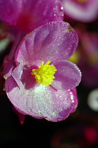 bunga, ungu, merah muda, kuning, makro, closeup, ungu