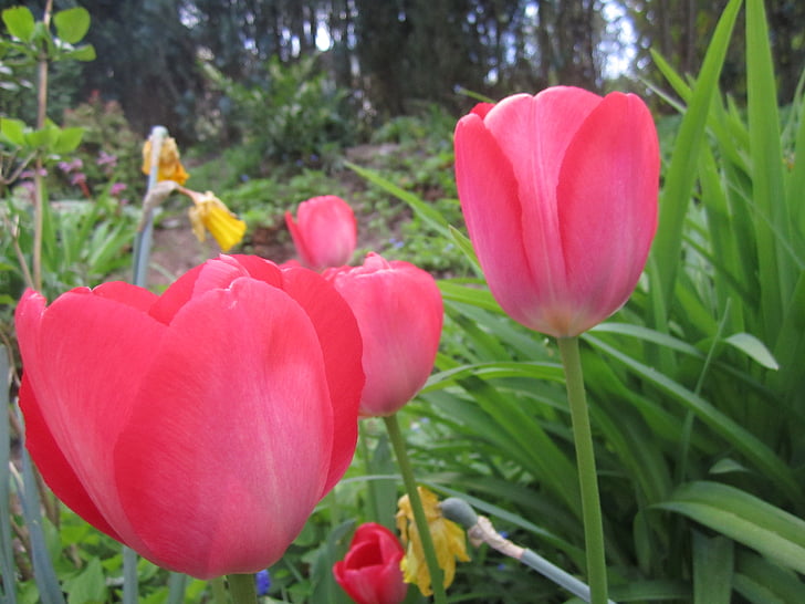 Tulip, bunga, Tulip, musim semi, bunga, mekar, merah