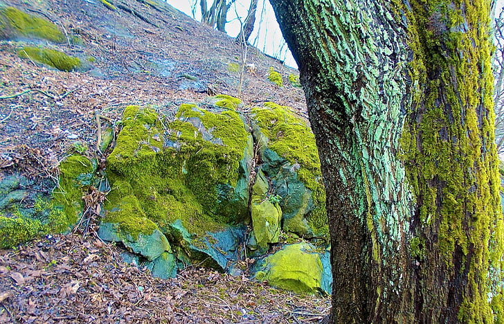 puu, kivi, Moss, roheline, kevadel, loodus, metsa