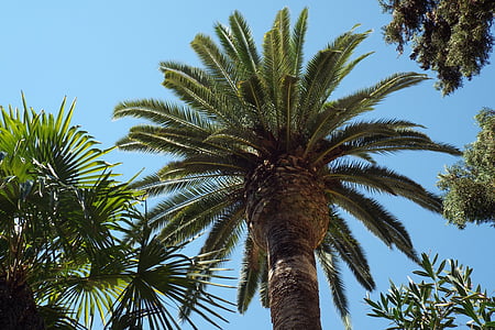 Palm, päike, Rooma, Campo santo, taevas, loodus, Courtyard