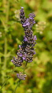 Lavender, tanaman, alam, Flora, bunga, tanaman, ungu
