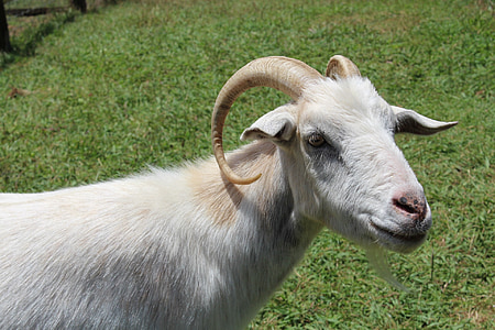 goat, horns, animal, mammal, horned, nature, white