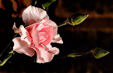 Hoa cẩm chướng, Hoa cẩm chướng màu hồng, Hoa, màu hồng, chồi, Hoa, thực vật