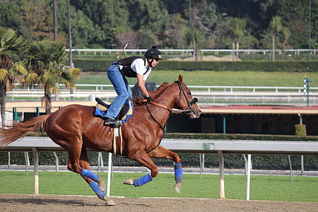 Jockey, Jockey auf Pferd, aufatmen, dem Rücken der Pferde, Pferd, Sport, Geschwindigkeit
