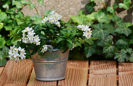 Jasmin, Solanum jasminoides, usporiadanie, Záhrada, kvety, kvetinový pozdrav, kvetináča