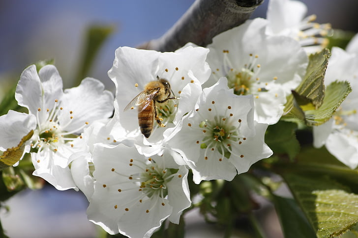 honeybee, cherry, blossom, pollination, insect