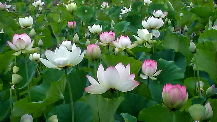 Kaja park, Lotus, Lotus flower, lill, kroonleht, loodus, Ilu looduses