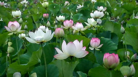 echo park, lotus, lotus flower, flower, petal, nature, beauty in nature