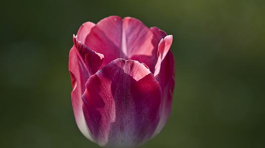 Tulip, blomst, blomster, våren, natur, fargerike, blomstrende