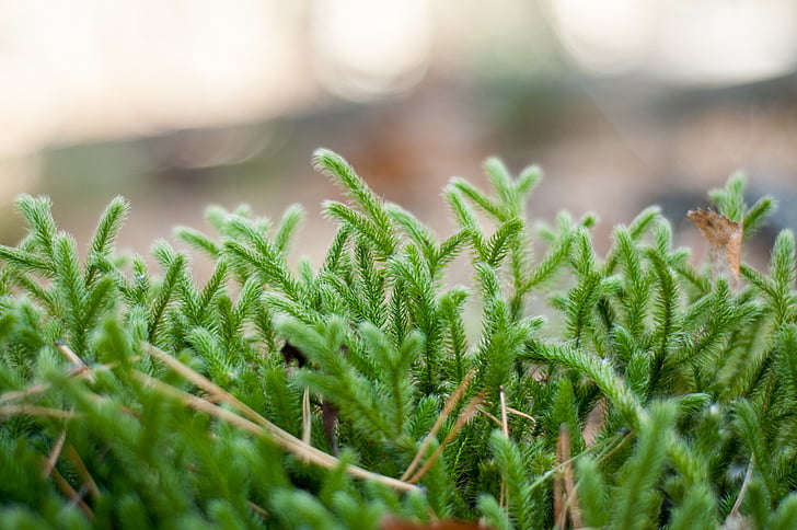 skogen, naturen, Moss