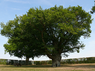 oak besar, pohon, musim panas