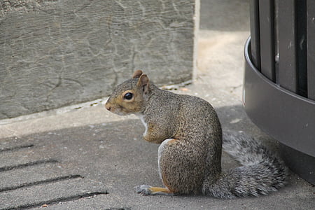 squirrel, hunched, sitting, cute, bushy, tail, animal