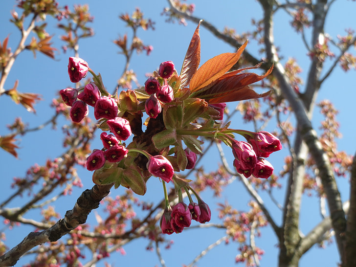 Prunus serrulata, Japonská třešeň, Hill cherry, orientální cherry, východoasijské cherry, strom, keř