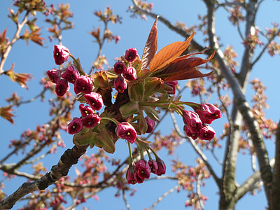 Prunus serrulata, Japānas ķirsis, Hill cherry, Oriental ķirsis, Austrumāzijas valodu ķirsis, koks, Krūms
